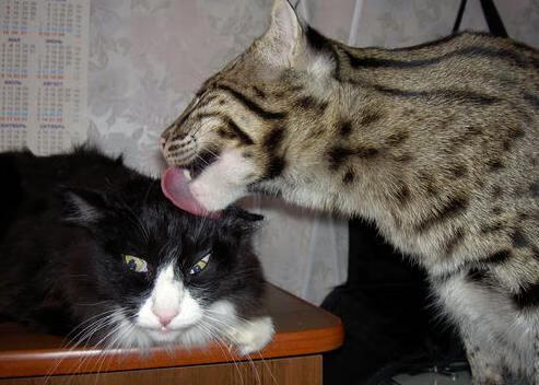 九游app下载中心-_灯火海市蜃楼：未来城市灯光秀策划的精彩赛事_，城市灯光秀时间