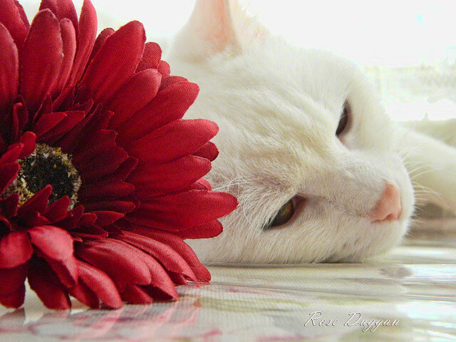 中国篮球裁判员培训创新课题详解，篮球裁判员培训教程